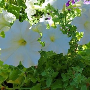 Meet your Posher, Hayley